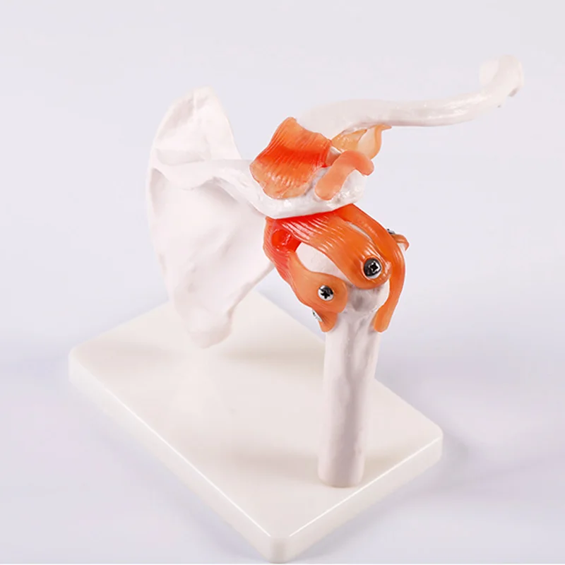 Life-Size Shoulder Joint Model With Ligaments Simulator Medicine Student Medical Science Teaching Sources Supply BIX-A1023