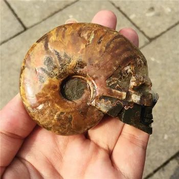 

Natural fossil conch beautiful snail fossil skull healing carving crystal shell for gift reiki healing 1pcs