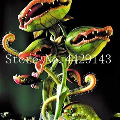 18 100 шт садовое Горшечное растение Flytrap бонсай Dionaea Muscipula Гигантский зажим Венера Flytrap Горшечное растение плотоядное растение бонсай - Цвет: 18
