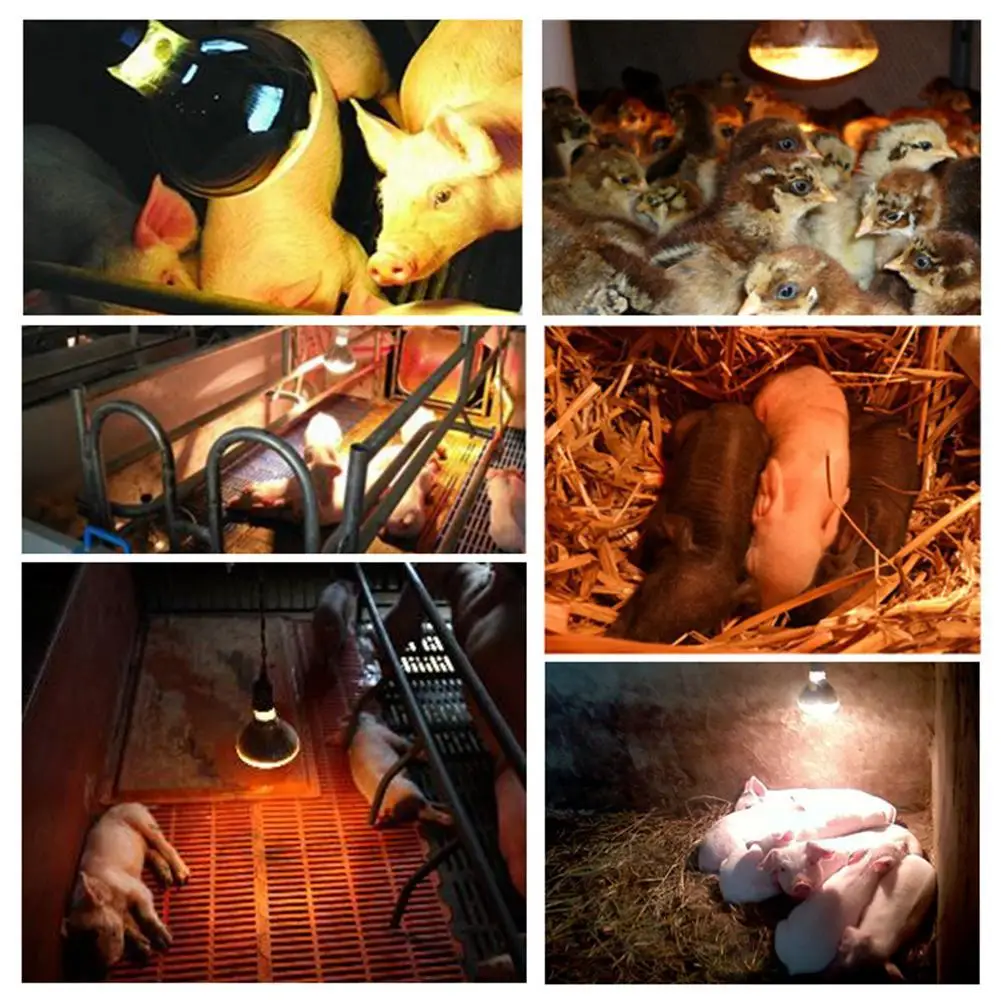 Farm Thermal Light Preservation Reptile Habitat Lights Chicken Infrared Heater Light Infrared Lamp Hatch Heating Chick Lamp images - 6