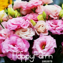 Новое поступление! Красный Эустома бонсай многолетние цветущие растения Lisianthus многоцветный для DIY дома и сада-100 шт./лот,# FPRH16