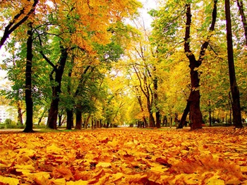 

14/16/18/27/28 Top Quality Beautiful Counted Cross Stitch Kit Abstraction A15352 scenic snow forest