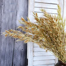 50 шт. натуральный цвет и белый цвет сушеные натуральные Цветочные букеты Натуральные Сушеные уши овса букеты овса ушные пучки