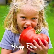 100 редкий томат бонсай негибридные овощи сад-"Giant Beefmaster Hybrid Tomato" не-ГМО и вкусно