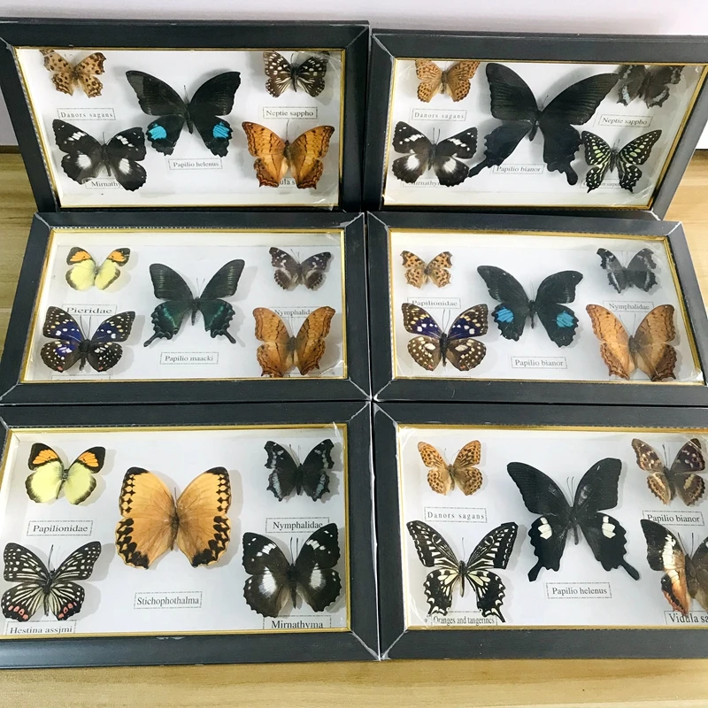 可愛い蝶本物の標本教育材料コレクション 蝶標本のイラスト素材の装飾 Figurines Miniatures Aliexpress