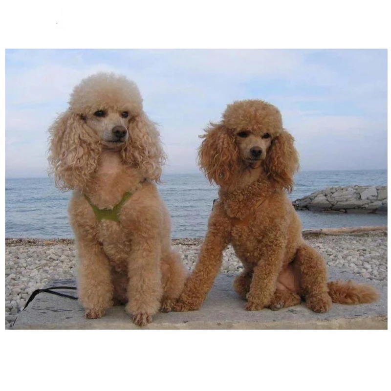 adorable poodle puppies