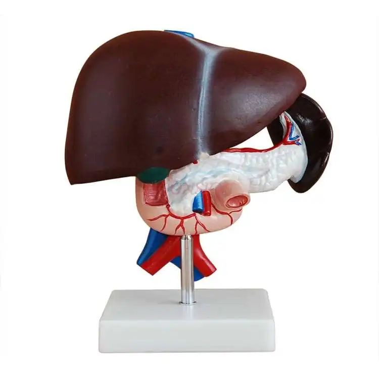 Hepatopancreas и модель двенадцатиперстной кишки печени и селезенки сосуды поджелудочной железы артериовенозный структура пищеварения