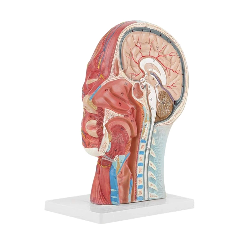 

Promotion! Human,Skull With Muscle And Nerve Blood Vessel, Head Section Brain, Human Anatomy Model. School Medical Teaching
