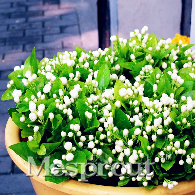 Новое поступление Красочный ароматный жасмин бонсай Jasminum sambac(Линн.) Aiton цветок бонсай-20 шт цветущие растения