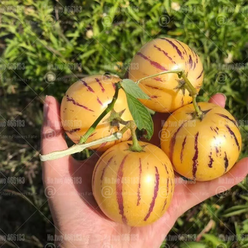 100 шт Редкие Пепино Дыня бонсай Solanum muricatum Aiton вкусные органические фрукты и горшок для овощей растения для домашнего сада