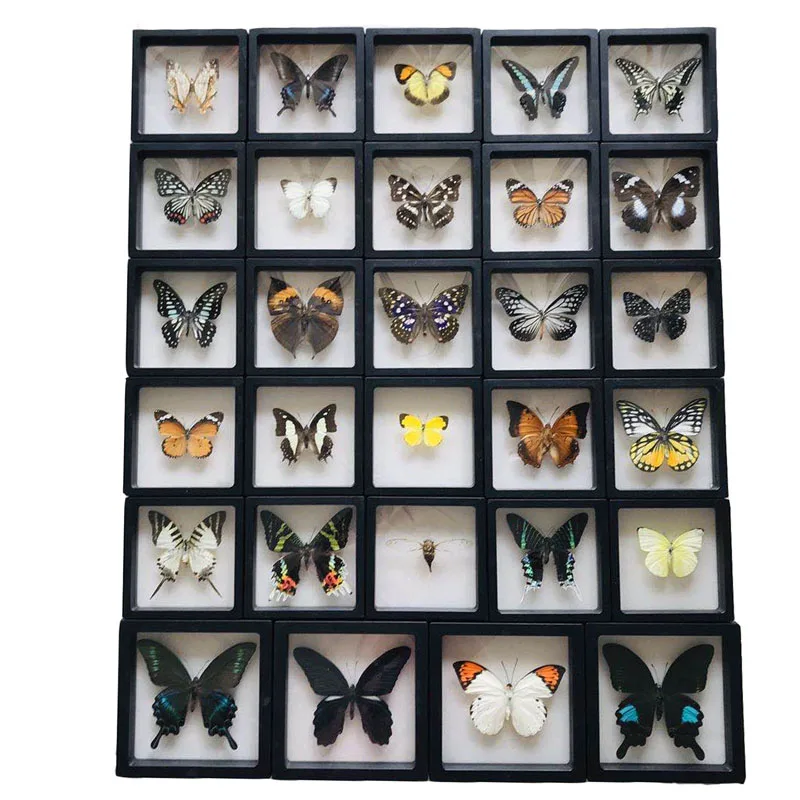 1pcs Real Butterfly Specimen Insect Home Decor Photo Frame   Desk Decoration Figurines Birthday Gift Teaching Training