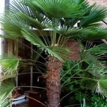 Ветряная мельница Пальма ОО(трачикарпус фортунеи)-Мороз Харди Пальма* легко растут