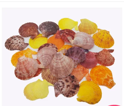 Естественные ракушки concha zeester Коралловая посылка украшение аквариума coquille Святого Жака подарки