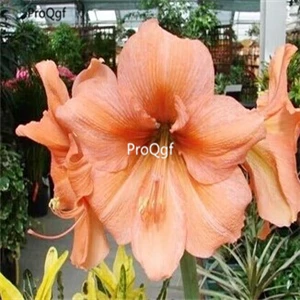 12 Ngryise 3 шт. набор Amaryllis лампочки True Hippeastrum rutilum - Цвет: 12
