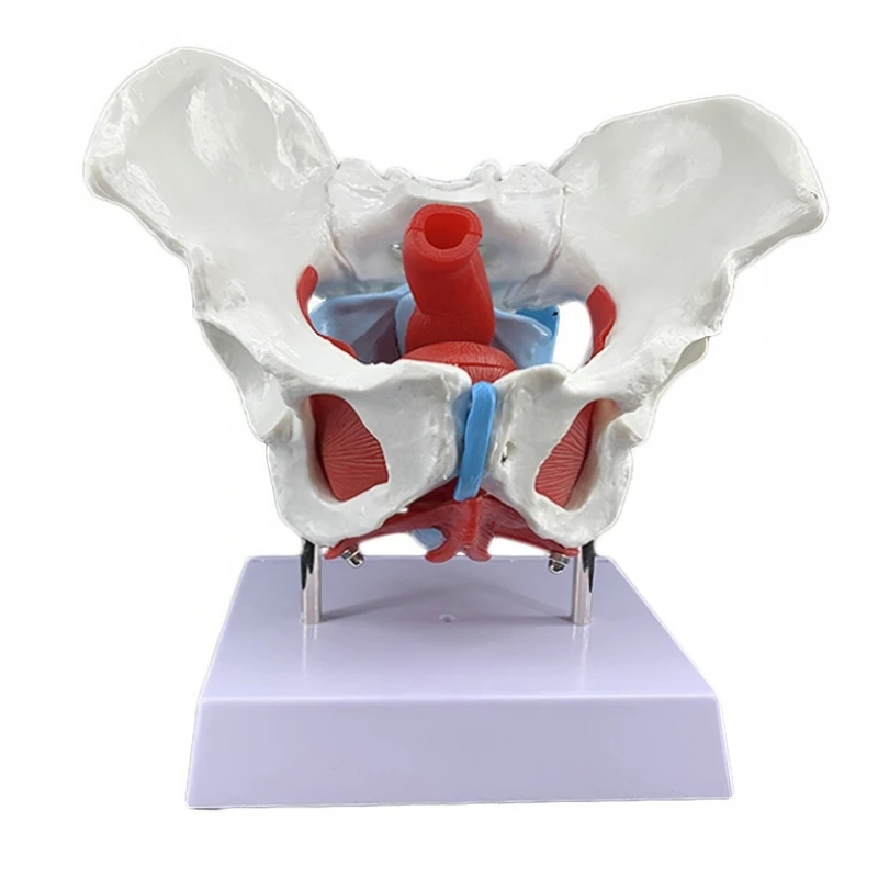 

Removable Female Pelvis Pelvic Floor Muscle Model Uterus Ovary Muscle Teaching Resources Educational Supplies