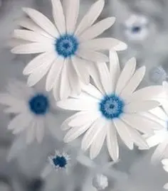 Горячая распродажа! Osteospermum бонсай цветочные горшки синяя Маргаритка цветы для