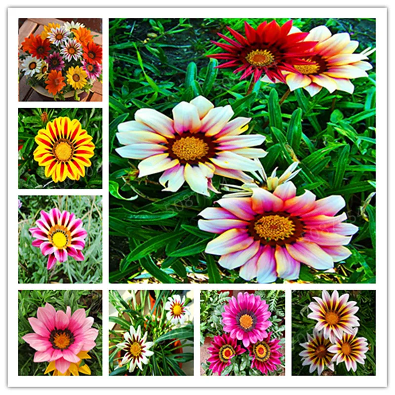 

200pcs Rare Colors Africa Gazania Sunflower Medal Daisy Species Chrysanthemum Potted Fresh Flowers plants In Bonsai Potted Plant