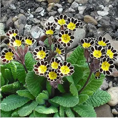 7 50 шт. настоящая Европа Primula acaulis, Примула Редкие - Цвет: 7