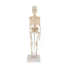 Anatomia anatômica humana esqueleto decoração modelo osso esquelético médico aprender ajuda, esboço de arte, boneca, chiren brinquedos