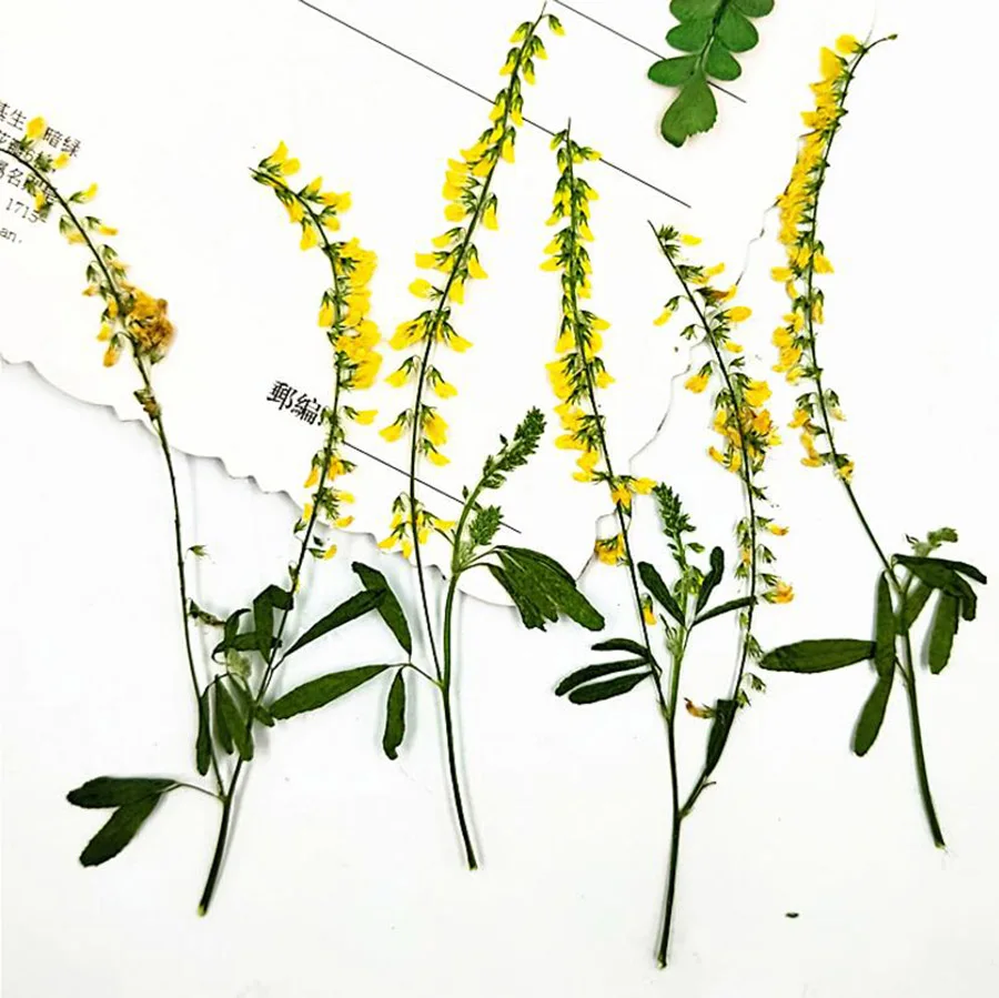 100 шт прессованный высушенный 7-9 см мелилотус Officinalis цветок растение гербарий для ювелирных изделий чехол для телефона Фоторамка "сделай сам" Изготовление DIY