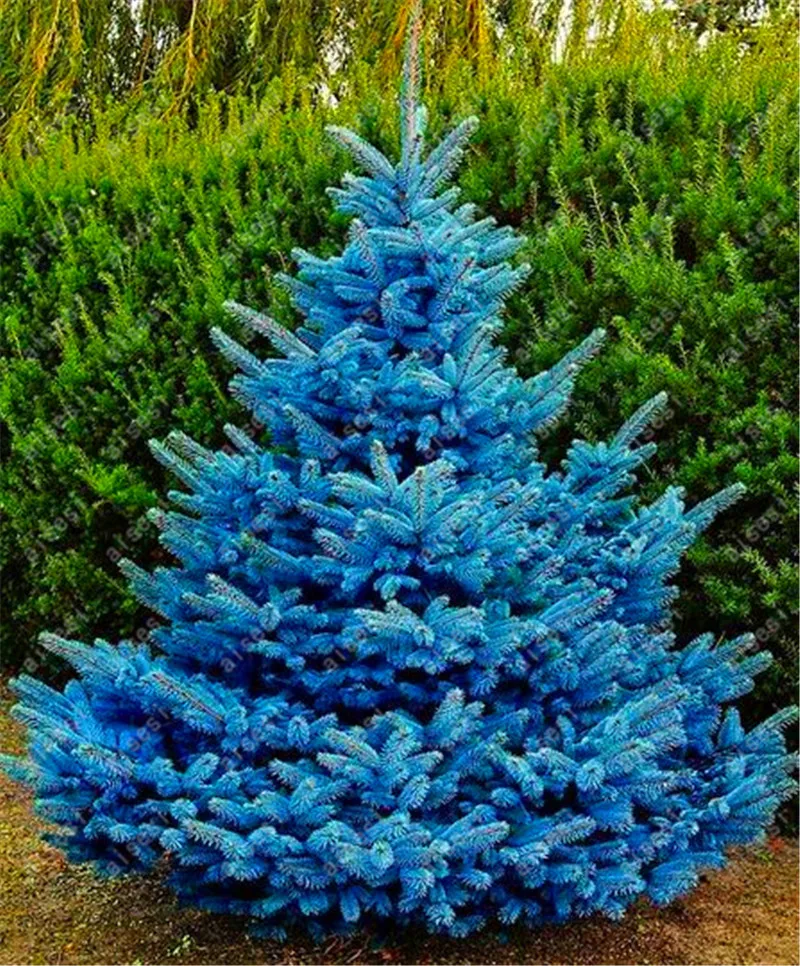 

20pcs/ Spruce tree Bonsai Home Garden Plant Evergreen Colorado Blue Spruce Tree Courtyard planters