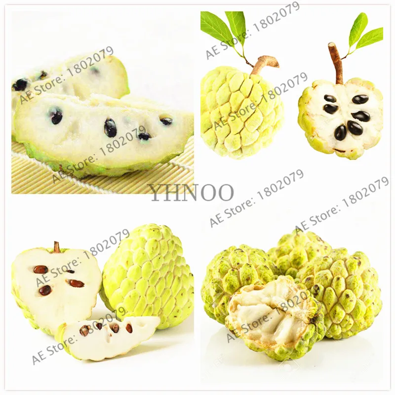 2 бонсай заварной крем Яблоко Фрукты голова Будды фрукты Cherimoya тропический сахар яблоко сладкий СОП Annona дерево растения