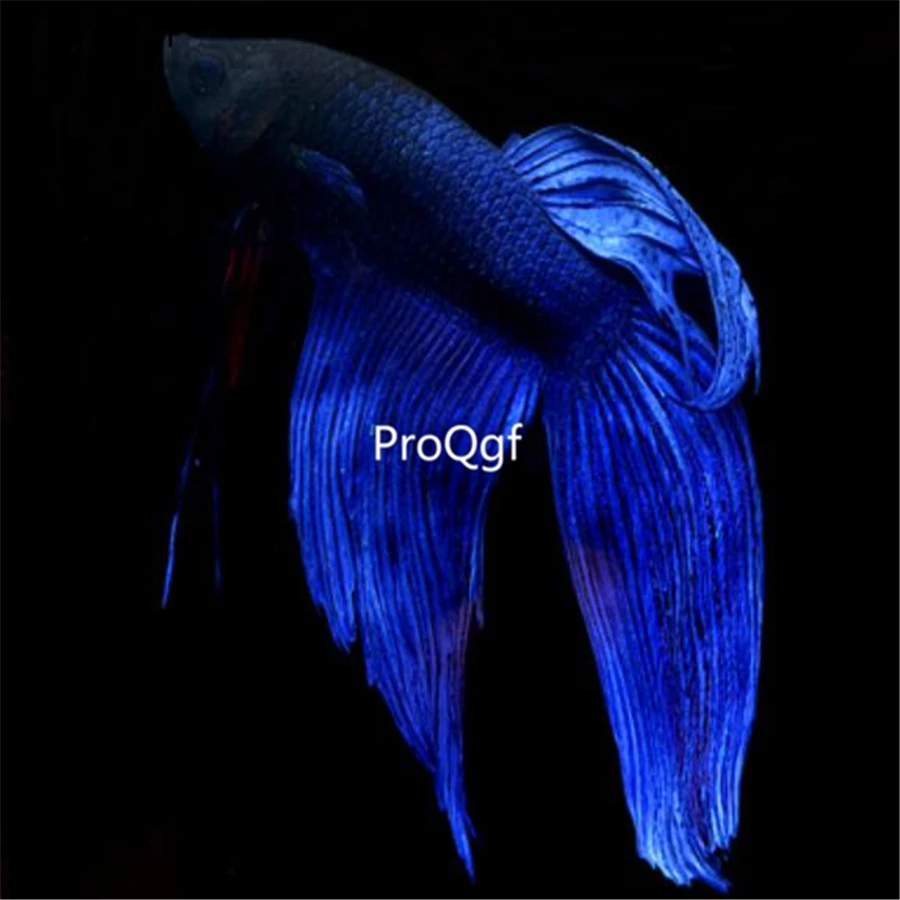 Ngryise 1 шт. набор Таиланд fighting fishh - Цвет: 6