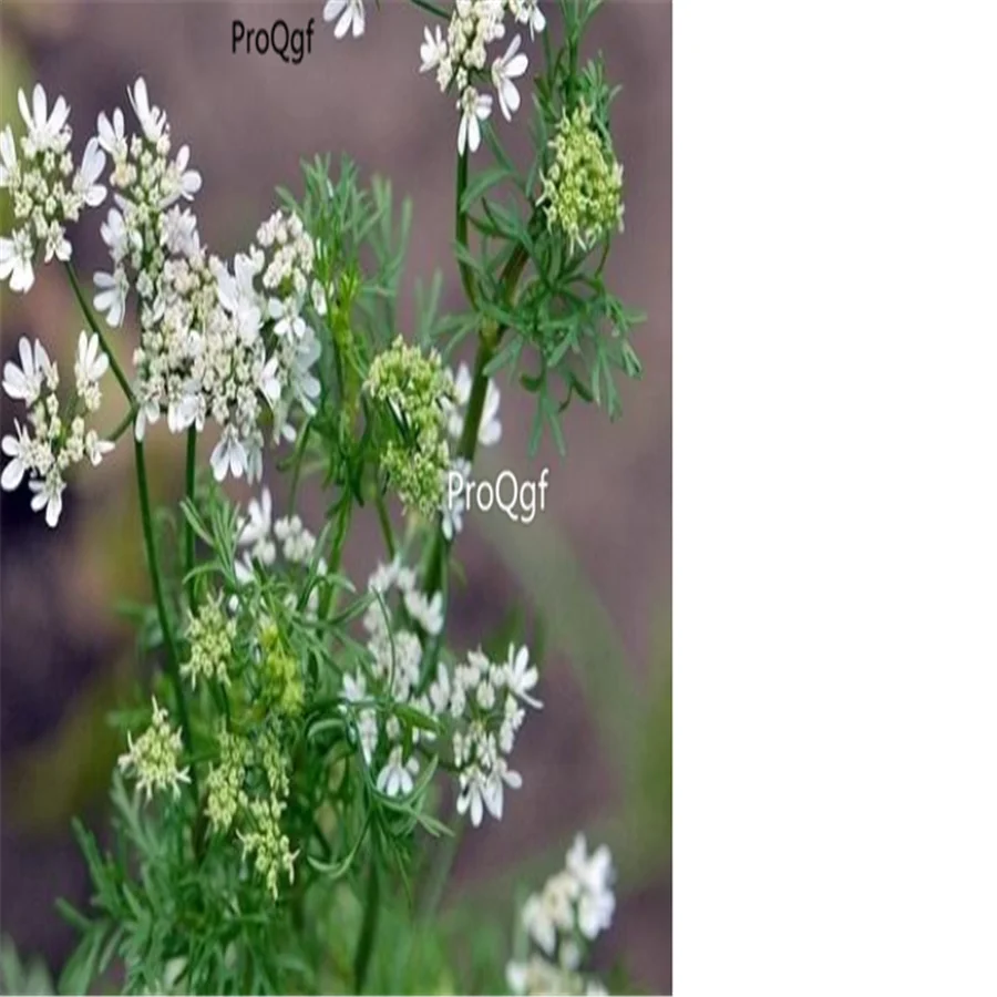 Ngryise 8000 шт набор Coriandrum sativum
