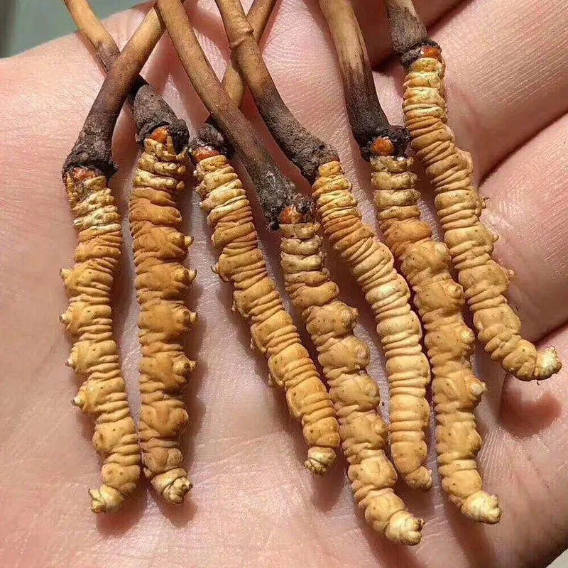

Whole Wild Himalayan Cordyceps Sinensis Improve Immunity