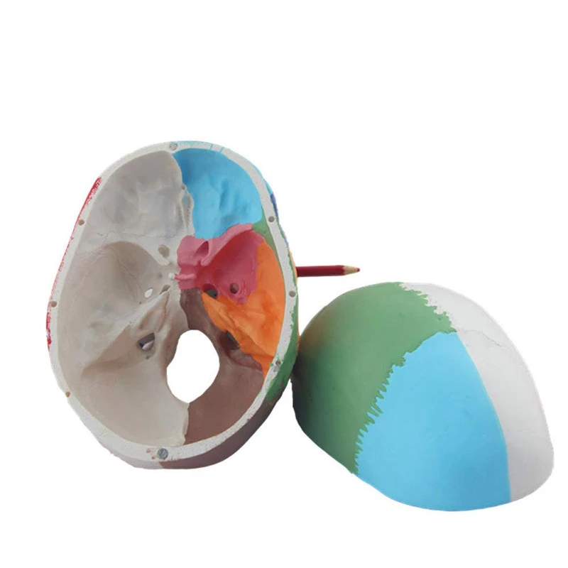 Human Skull Anatomy Model Medical Science Teaching Resources
