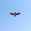 Free shipping large eagle kite flying toys for kids reel owl kite animal kites bird single line kites factory naish wind dragon 2