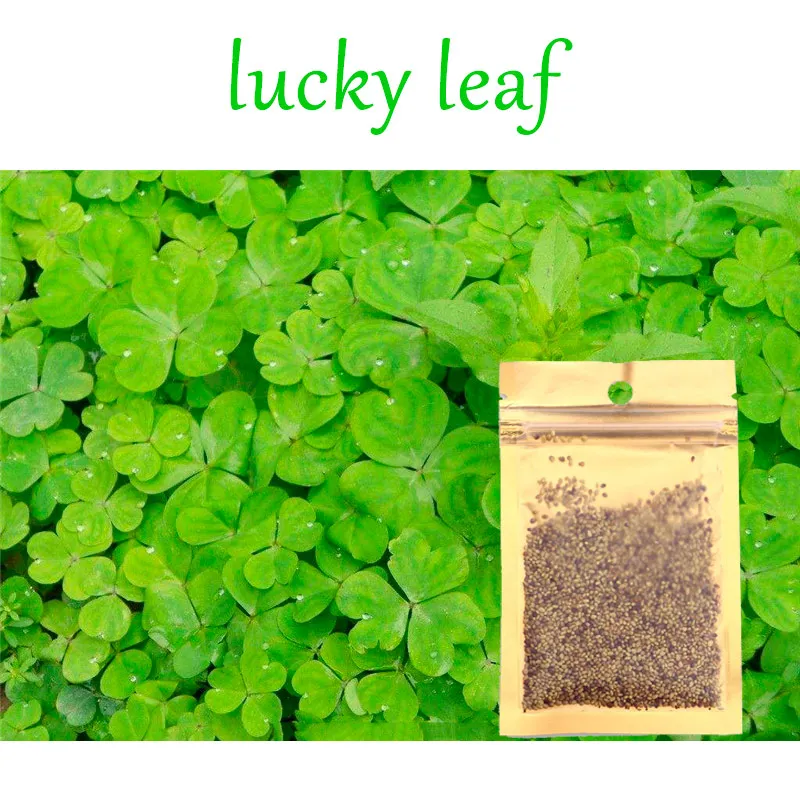 lucky leaf Аквариумные растения Семена Водный для воды зеленая вода трава украшение легко посадки аквариум пейзаж орнамент - Цвет: lucky leaf