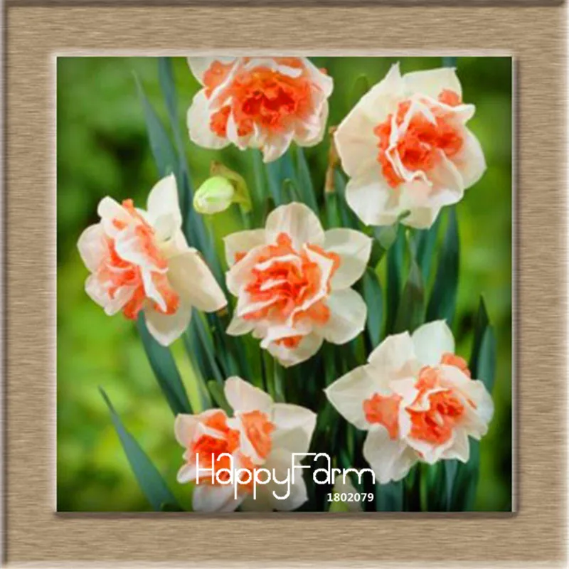 Бестселлер! Красивый Нарцисс цветок балконные растения Daffodil бонсай поглощение излучения Нарцисс Tazetta сад, 100 шт./лот - Цвет: 7