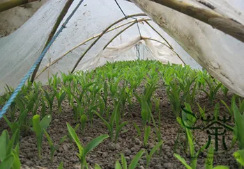 

Sweet Corn Maize Zea Mays Tian-Yumi