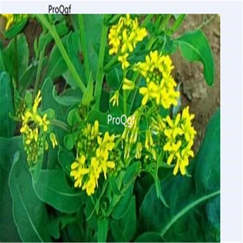 

Ngryise 500Pcs A Set Radix Isatis Indigotica