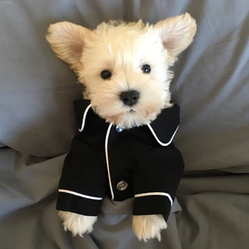 1 шт. кошка собачья одежда собаки комбинезон модная Пижама Ropa Perro Одежда для маленьких собак Комбинезоны для домашних животных бульдог для собаки лабрадор - Цвет: Black