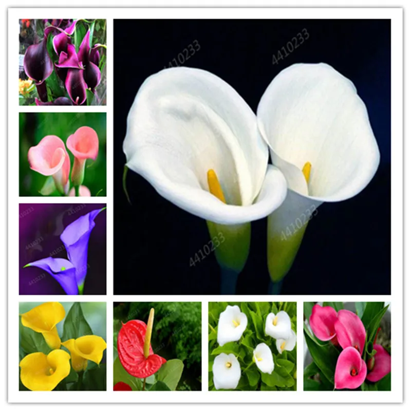 

Sales 200 Pcs/Bag Calla Lily bonsai DIY Potted Plants Indoor/Outdoor Pot Palnter Sementes Germination Rate Of 97% Mixed Colors