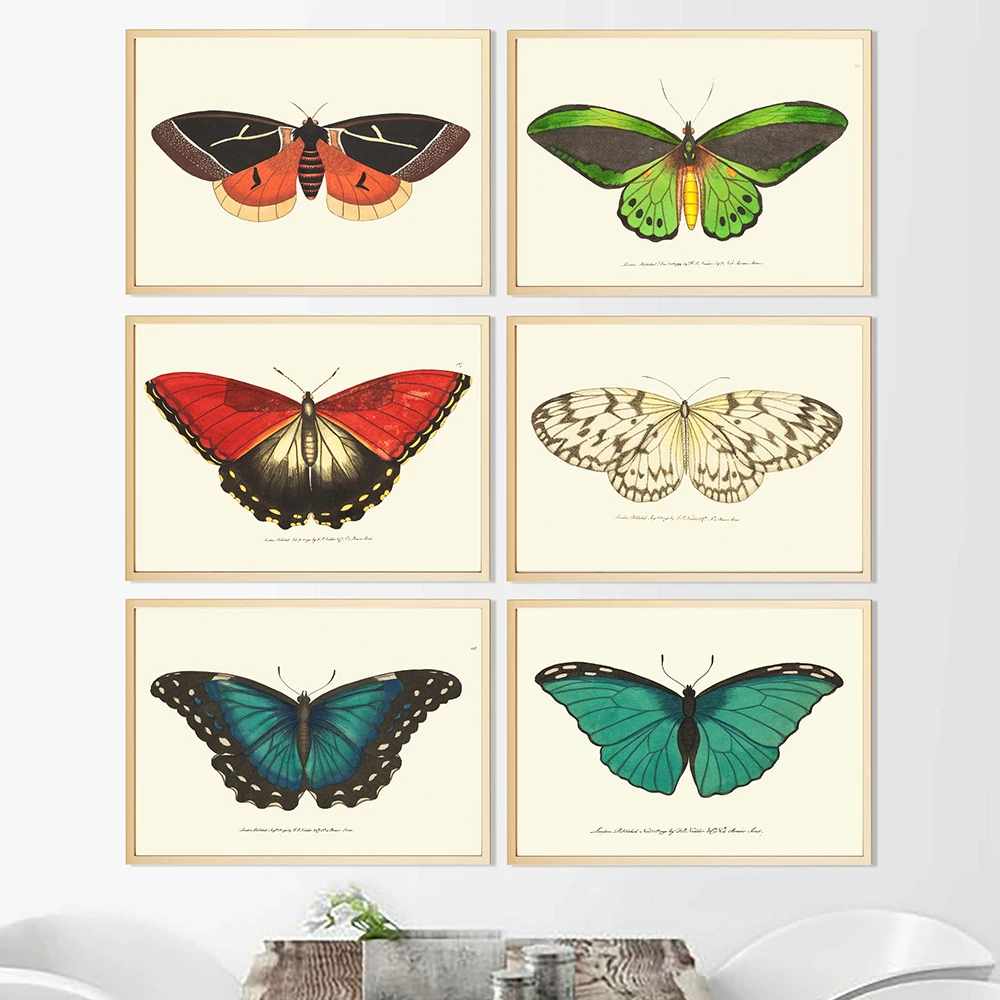 Wall Art принты NODD под старину бабочка броши в виде бабочек насекомых Illustratio холст