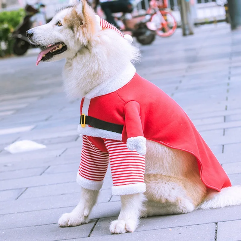 dog santa costume labrador