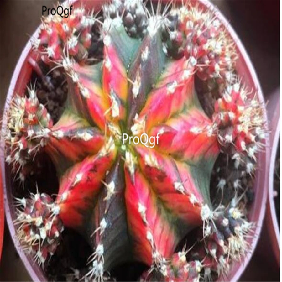 

Ngryise 1Pcs A Set mudan Astrophytum asterias