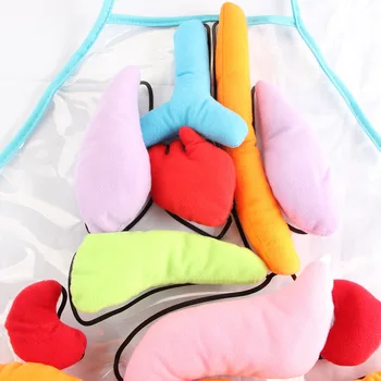 

HOT Kids Anatomy Apron Human Body Organs Awareness Child Educational Insights Toy TI99