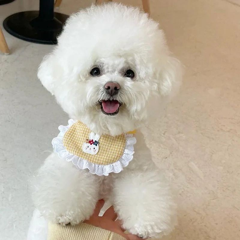 Cún cưng cười cute dog smiling Gương mặt tươi cười tràn đầy hạnh phúc