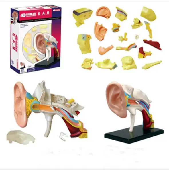 4D мастер головоломка игрушка анатомия модель человеческого уха канала органов медицинского обучения DIY научная инструменты