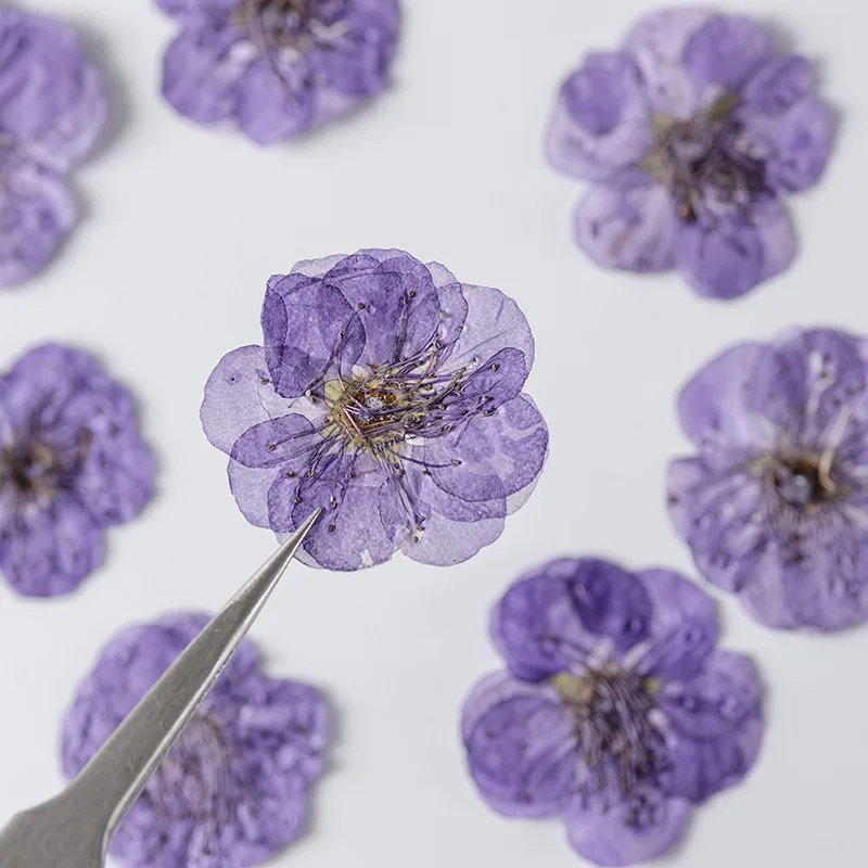 2.5-3cm/12pcs,natural Plum blossom pressed flower petals,real tiny flower DIY bookmark mobile phone case plant specimen sticker