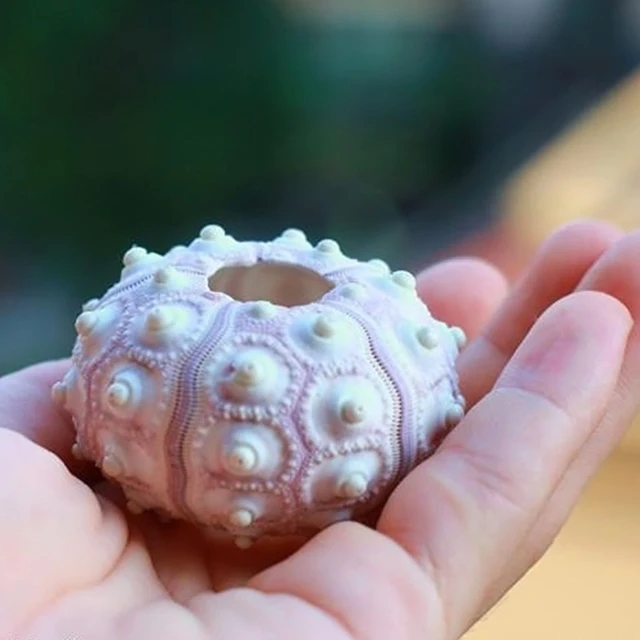 Légi Növények Tengeri Sündér Asztali Tillandsia Tartó Miniatűr Kertészeti Dekorációk D0Ac - Image 5