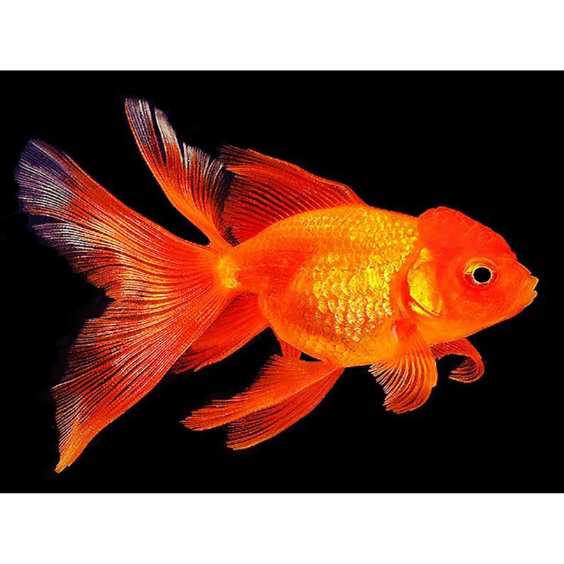 YI яркая Алмазная вышивка красный золотая рыбка полная квадратная Алмазная картина животное Алмазная мозаика, стразы наборы изображений набор для рукоделия