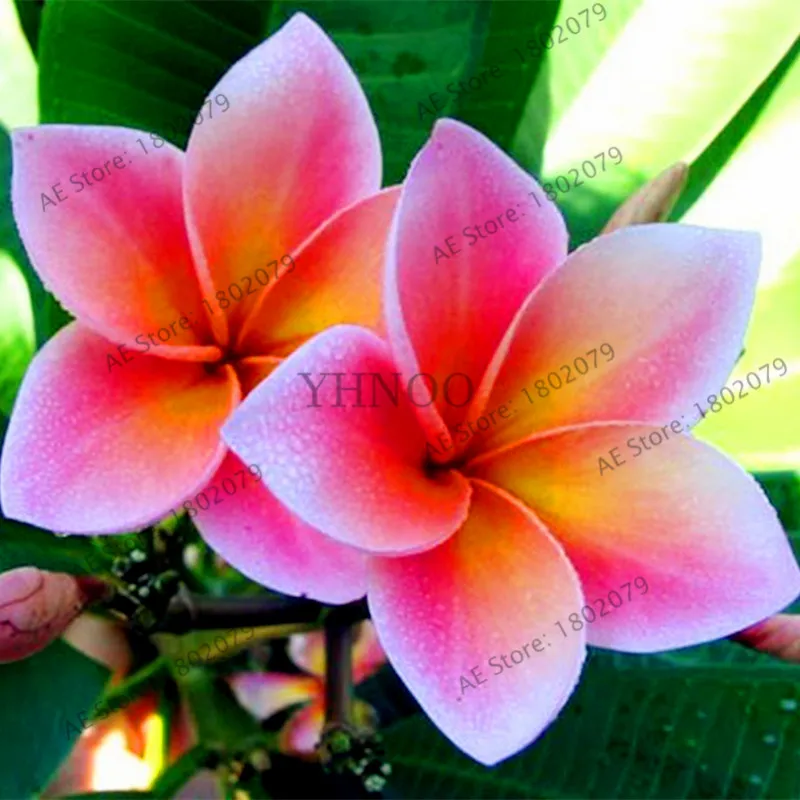 20 шт./пакет разные цвета Frangipani Плюмерия красная Цветок flores, многолетнее растение бонсай растения для дома и садовое насаждение