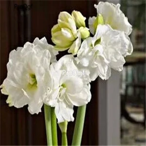 3 Ngryise 3 шт. набор Amaryllis лампочки True Hippeastrum rutilum - Цвет: 3