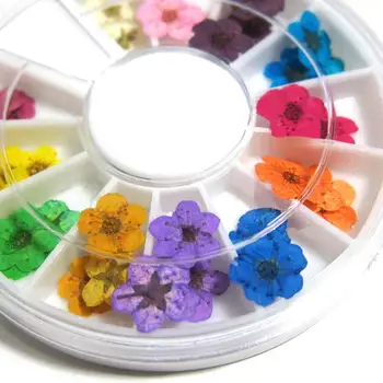 

Manicure 12 Color 3D Real Dried Flowers UV Gel Acrylic Nail DIY Art Tips Decor