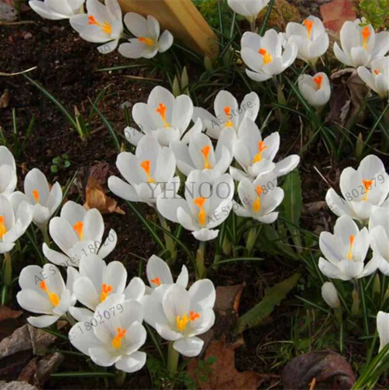 Самые низкие цены! 20 шт./пакет много разновидностей шафран flores ЦВЕТОК шафрана растения Шафран Крокус Плант бонсай растения для дома и ga